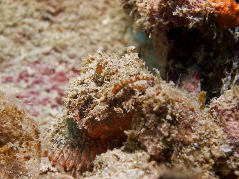 Scorpion Fish
